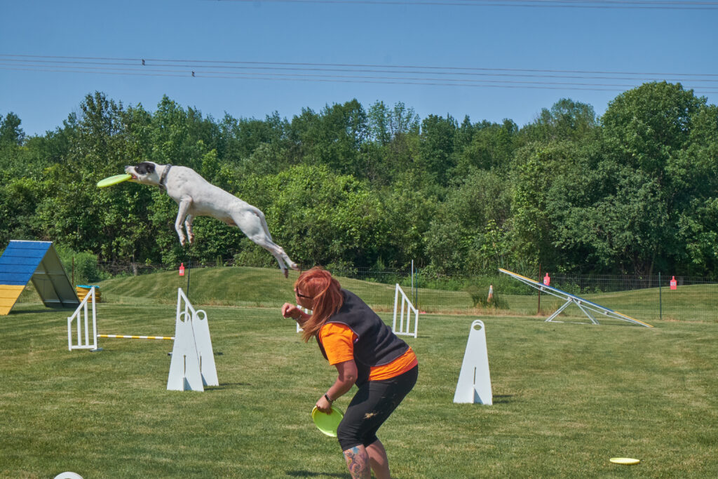 Dog jumping